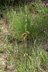 Spiked hoarypea